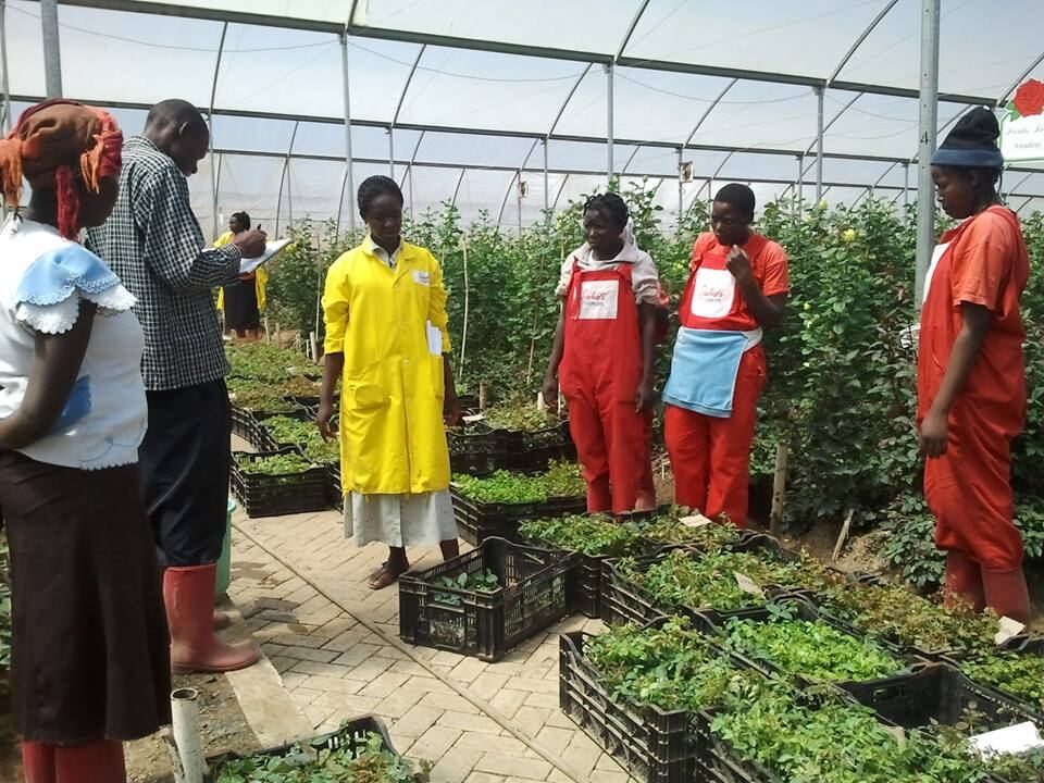 Plants in crates being carried along a greenhouse path