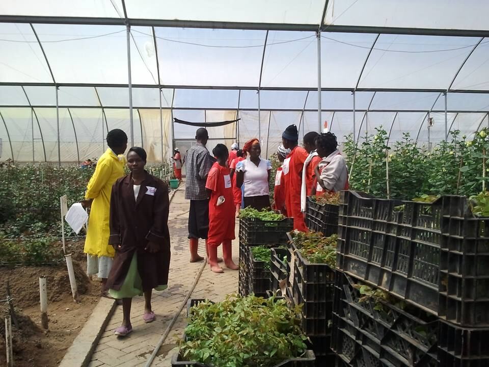 Workers tending rows of young plants inside a greenhouse