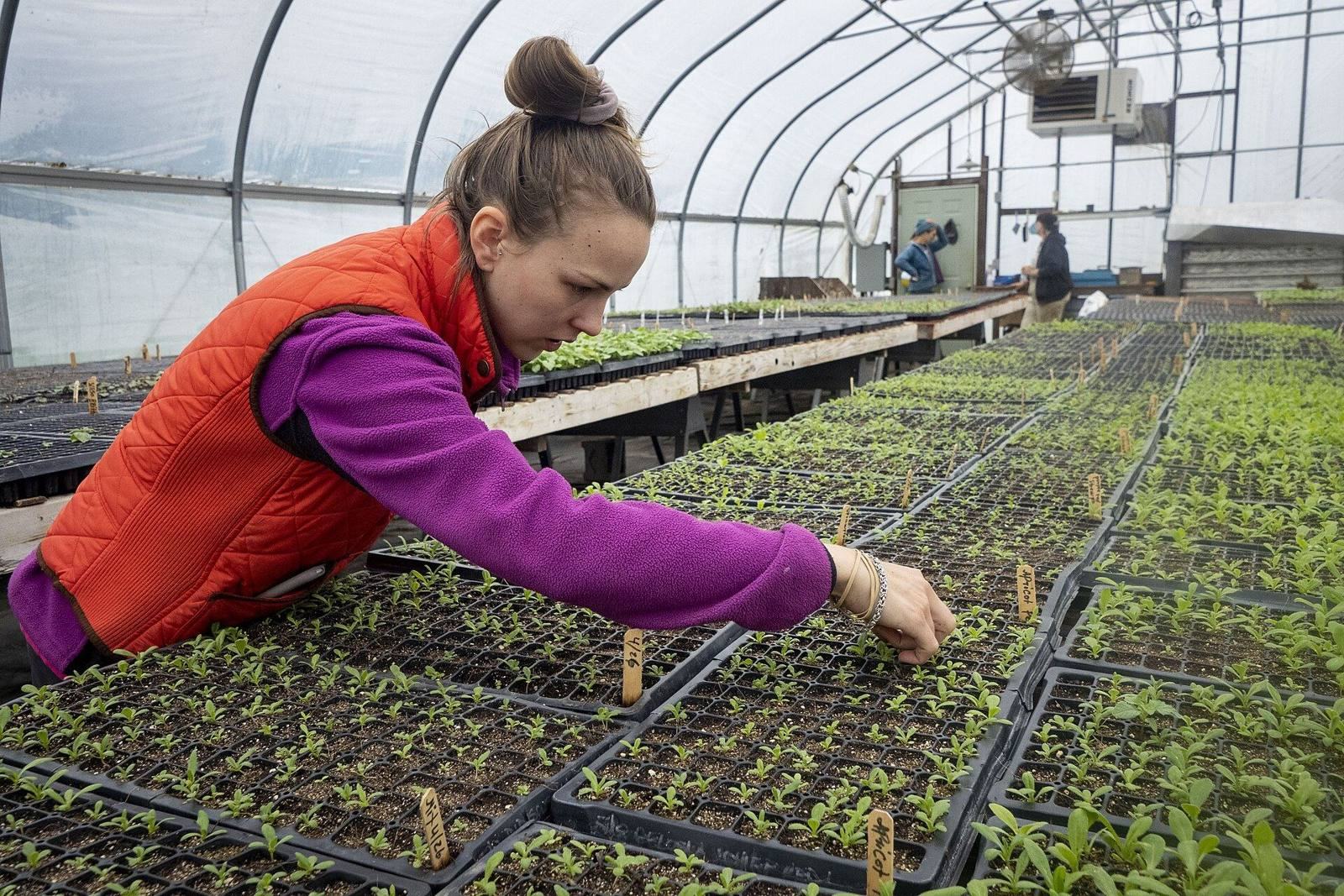 A worker planting seedlings in a greenhouse
